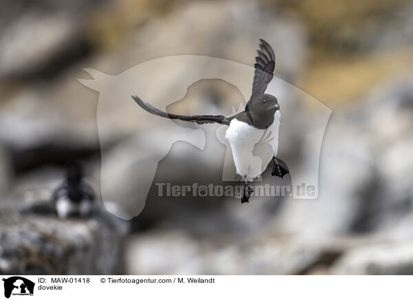 Krabbentaucher / dovekie / MAW-01418