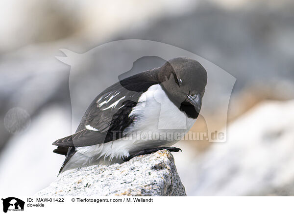 Krabbentaucher / dovekie / MAW-01422
