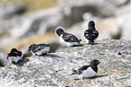 dovekie