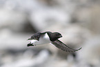 dovekie