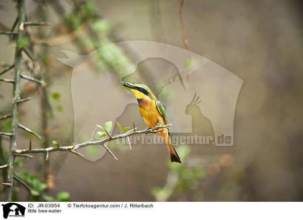 little bee-eater / JR-03954