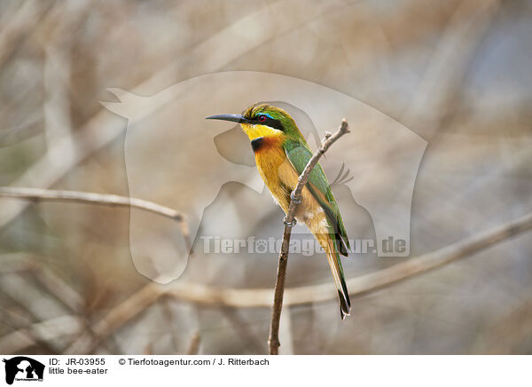 little bee-eater / JR-03955
