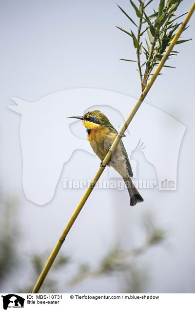 little bee-eater / MBS-18731