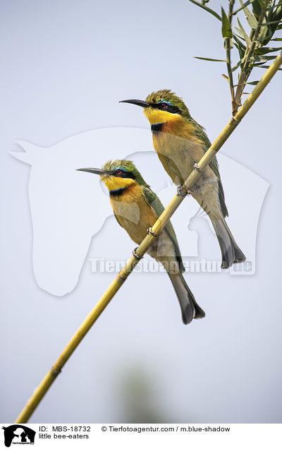 Zwergspinte / little bee-eaters / MBS-18732