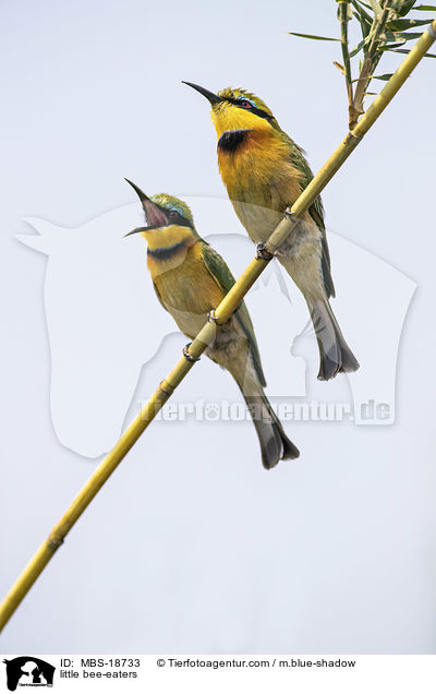 little bee-eaters / MBS-18733