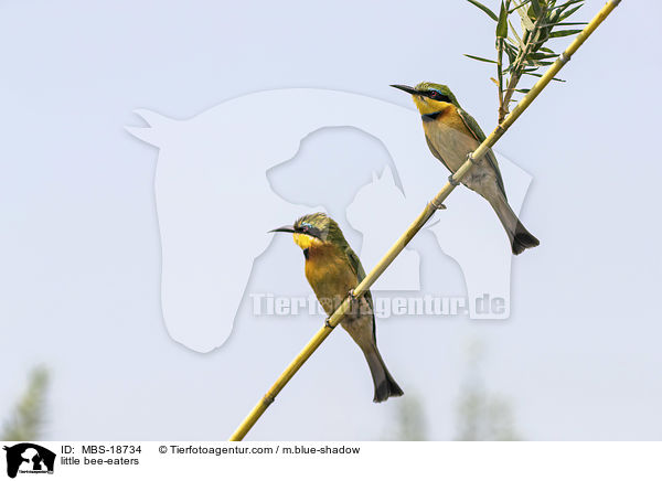 Zwergspinte / little bee-eaters / MBS-18734