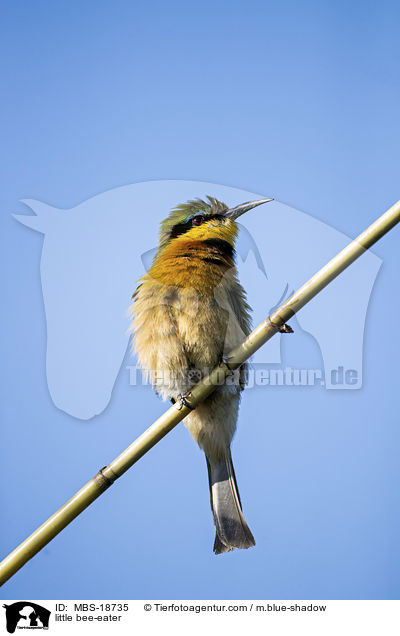 Zwergspint / little bee-eater / MBS-18735