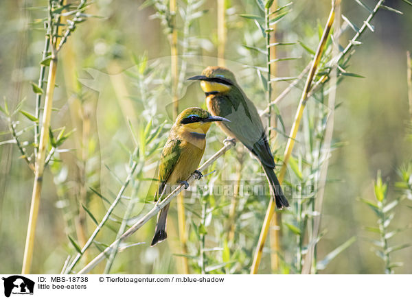 little bee-eaters / MBS-18738