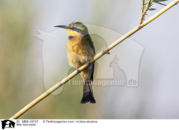 Zwergspint / little bee-eater / MBS-18747