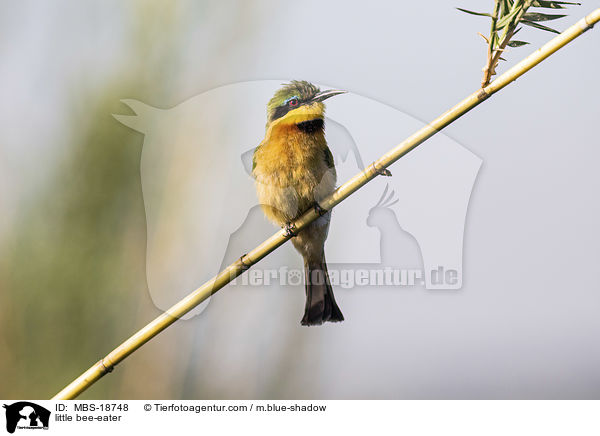 little bee-eater / MBS-18748