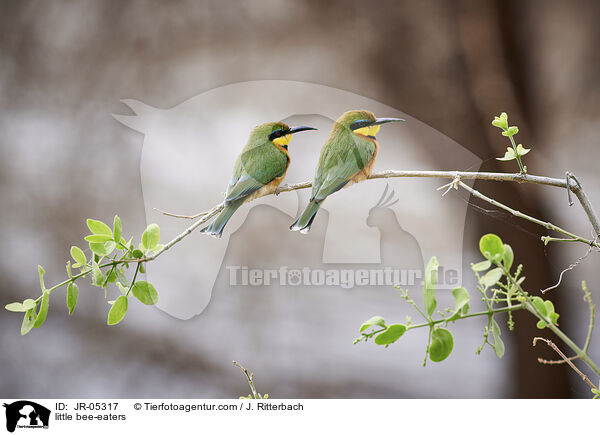 little bee-eaters / JR-05317