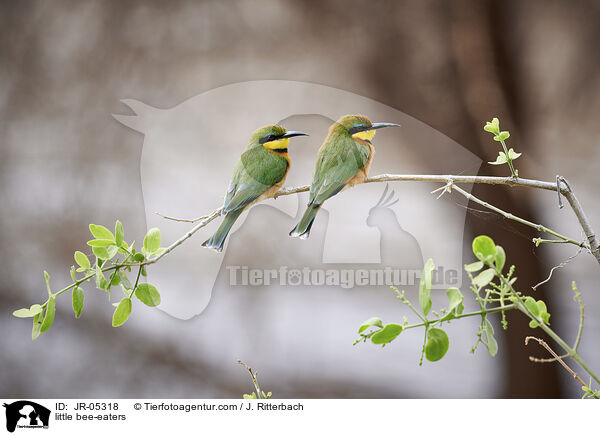 little bee-eaters / JR-05318