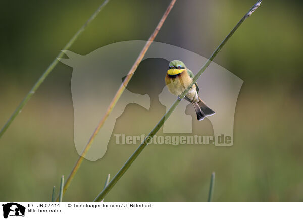 Zwergspint / little bee-eater / JR-07414