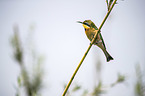 little bee-eater