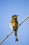 little bee-eater