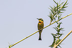 little bee-eater