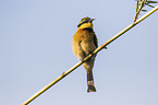 little bee-eater