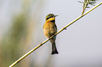 little bee-eater