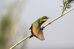 little bee-eater