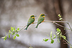 little bee-eaters