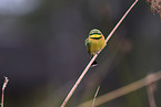 little bee-eater