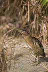 standing Little Bittern