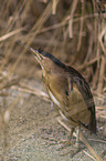 standing Little Bittern