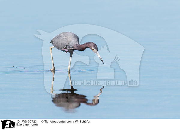 Blaureiher / little blue heron / WS-06723