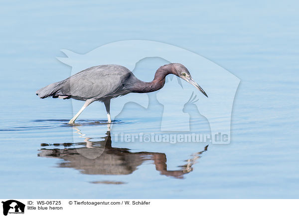 little blue heron / WS-06725