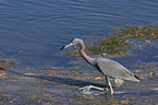 little blue heron