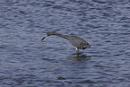 little blue heron