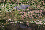 little blue heron