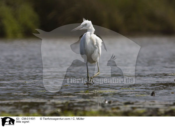 Seidenreiher / little egret / CM-01491