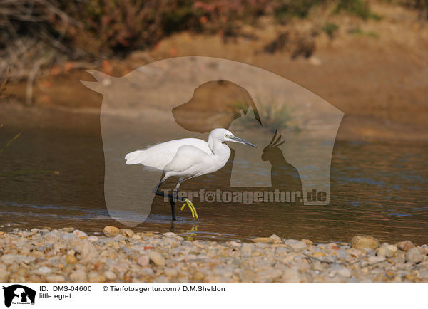 little egret / DMS-04600
