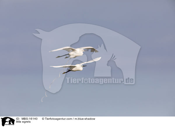 Seidenreiher / little egrets / MBS-16140