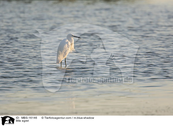 Seidenreiher / little egret / MBS-16146