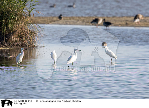 Seidenreiher / little egrets / MBS-16148