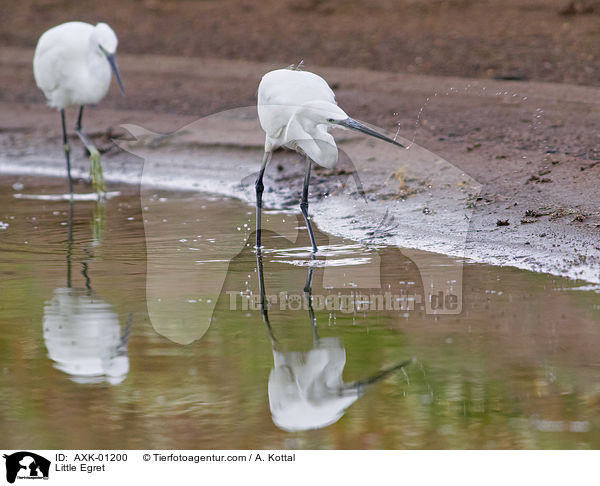 Seidenreiher / Little Egret / AXK-01200