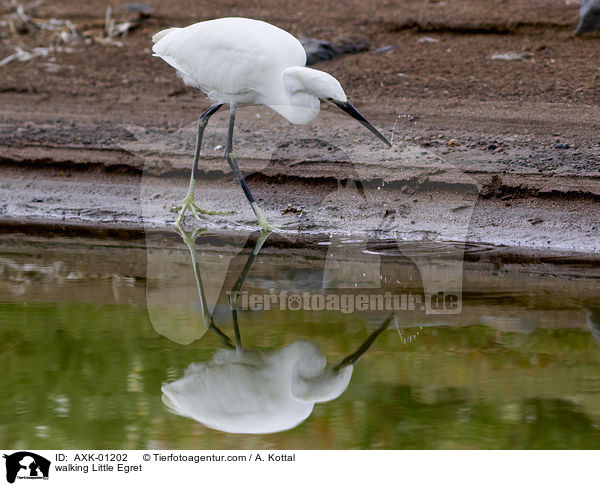 laufender Seidenreiher / walking Little Egret / AXK-01202