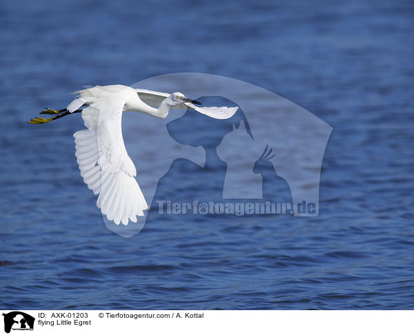 fliegender Seidenreiher / flying Little Egret / AXK-01203