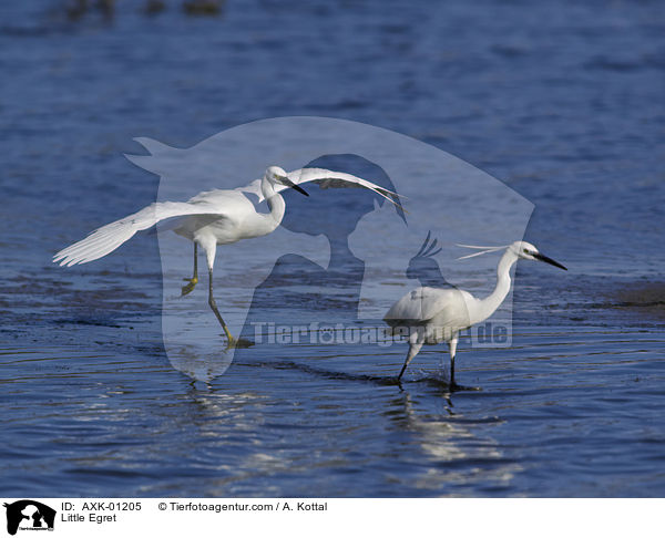 Little Egret / AXK-01205