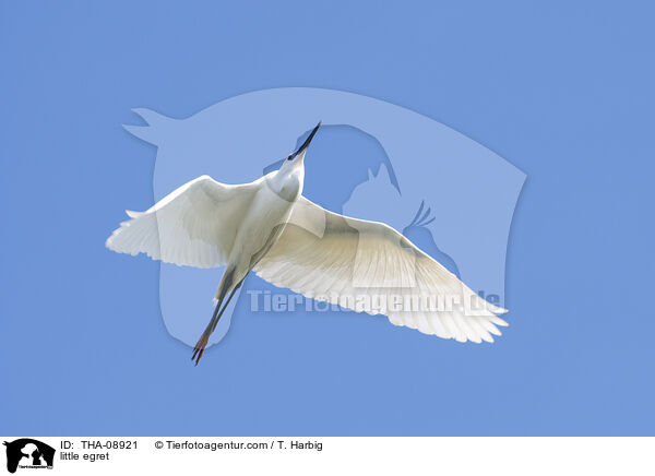 Seidenreiher / little egret / THA-08921