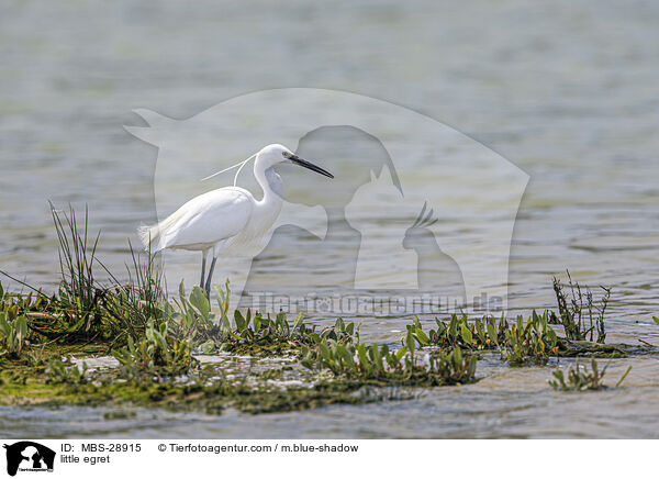 Seidenreiher / little egret / MBS-28915
