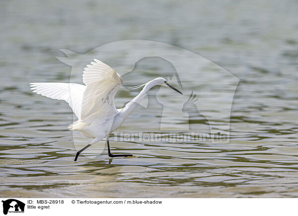 Seidenreiher / little egret / MBS-28918