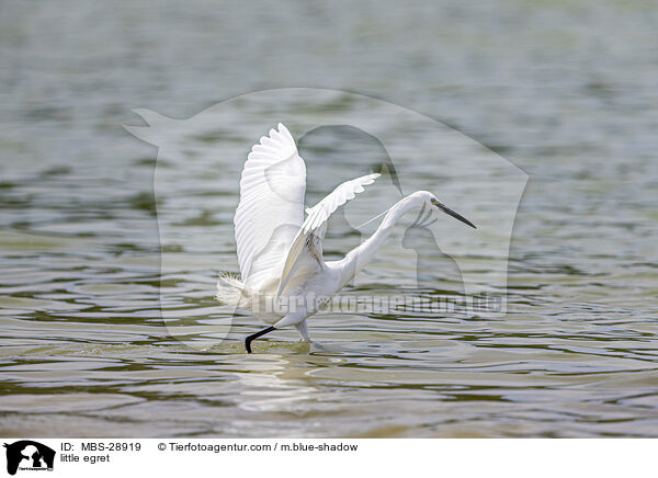 Seidenreiher / little egret / MBS-28919