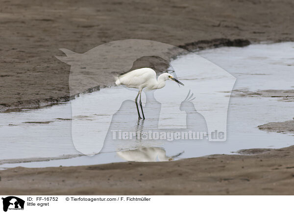 little egret / FF-16752