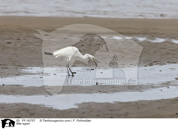 little egret / FF-16757