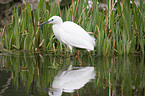 Little Egret