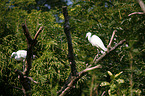 little egret