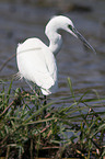 Little Egret